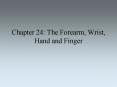 Chapter 24: The Forearm, Wrist, Hand and Finger PowerPoint PPT Presentation