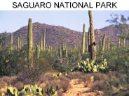 SAGUARO NATIONAL PARK