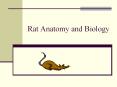 Rat Anatomy and Biology PowerPoint PPT Presentation