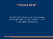 Animaux du sol