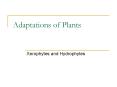 Adaptations of Plants PowerPoint PPT Presentation