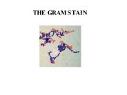 THE GRAM STAIN