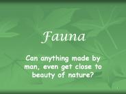 Fauna