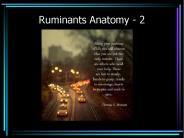 Ruminants Anatomy - 2