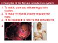 4 main jobs of the female reproductive system: PowerPoint PPT Presentation