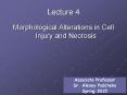 Morphological Alterations in Cell Injury and Necrosis PowerPoint PPT Presentation