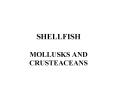 SHELLFISH PowerPoint PPT Presentation