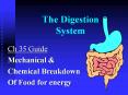 The Digestion System PowerPoint PPT Presentation