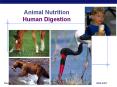 Animal Nutrition PowerPoint PPT Presentation