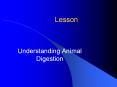 Understanding Animal Digestion PowerPoint PPT Presentation