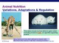 Animal Nutrition PowerPoint PPT Presentation