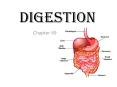 Digestion PowerPoint PPT Presentation
