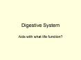 Digestive System PowerPoint PPT Presentation