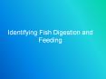 Identifying Fish Digestion and Feeding PowerPoint PPT Presentation
