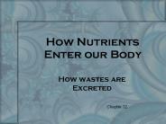 How Nutrients Enter our Body