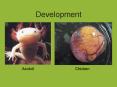 Development PowerPoint PPT Presentation