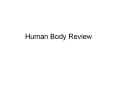 Human Body Review PowerPoint PPT Presentation