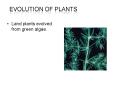 Evolution of Plants PowerPoint PPT Presentation