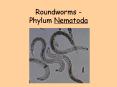 Roundworms - Phylum Nematoda PowerPoint PPT Presentation