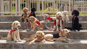 Training Your Puppy Early