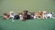 Training Academies For Dogs