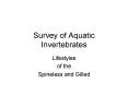 Survey of Aquatic Invertebrates PowerPoint PPT Presentation