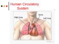 Human Circulatory       System PowerPoint PPT Presentation