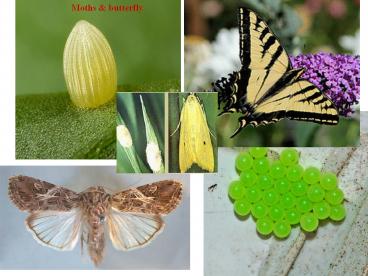 immeture stages of insects