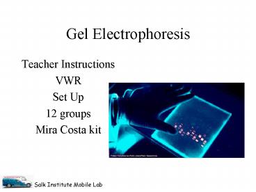 Gel Electrophoresis