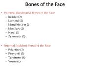 Bones of the Face