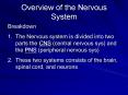 Overview of the Nervous System PowerPoint PPT Presentation