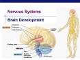 Nervous Systems PowerPoint PPT Presentation