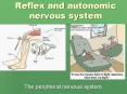 Reflex and autonomic nervous system PowerPoint PPT Presentation