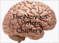 The Nervous System PowerPoint PPT Presentation