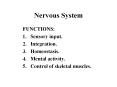 Nervous System PowerPoint PPT Presentation