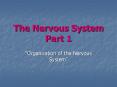 The Nervous System Part 1 PowerPoint PPT Presentation