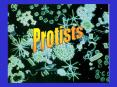 Protists PowerPoint PPT Presentation