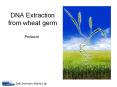 DNA Extraction from wheat germ PowerPoint PPT Presentation