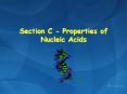 Section C - Properties of Nucleic Acids PowerPoint PPT Presentation