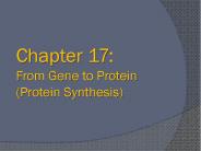 Chapter 17: From Gene to Protein (Protein Synthesis)