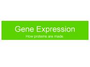 Gene Expression