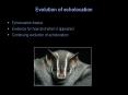 Evolution of echolocation PowerPoint PPT Presentation