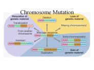 Chromosome Mutation