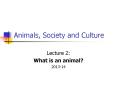 Animals, Society and Culture PowerPoint PPT Presentation