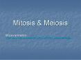Mitosis PowerPoint PPT Presentation