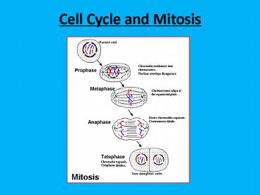 Cell Cycle and Mitosis