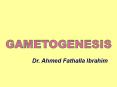 GAMETOGENESIS PowerPoint PPT Presentation