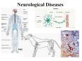 Neurological Diseases PowerPoint PPT Presentation