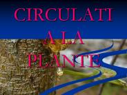 CIRCULATIA LA PLANTE