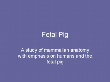 Fetal%20Pig